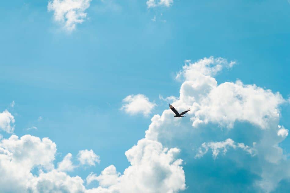 A lone bird soars gracefully against a backdrop of a bright blue sky, punctuated by fluffy, white clouds.